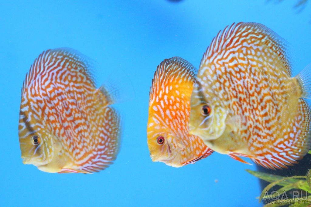 Feng Discus