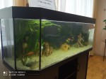 Фото для раздела болезни рыбок
