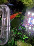 Фото для раздела болезни рыбок
