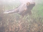 Фото для раздела болезни рыбок