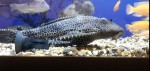 Фото для раздела болезни рыбок