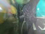 Фото для раздела болезни рыбок
