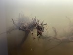 Фото для раздела болезни рыбок