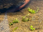 Фото для раздела болезни рыбок