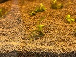 Фото для раздела болезни рыбок
