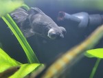 Фото для раздела болезни рыбок