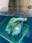 Фото для раздела болезни рыбок