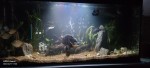 Фото для раздела болезни рыбок