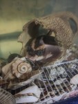 Фото для раздела болезни рыбок