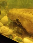 Фото для раздела болезни рыбок