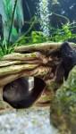 Фото для раздела болезни рыбок