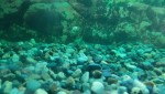 Фото для раздела болезни рыбок