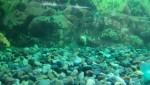 Фото для раздела болезни рыбок