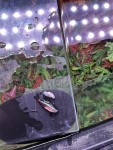 Фото для раздела болезни рыбок