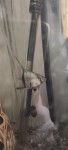 Фото для раздела болезни рыбок