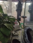 Фото для раздела болезни рыбок