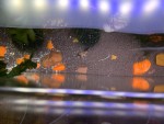Фото для раздела болезни рыбок
