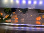 Фото для раздела болезни рыбок