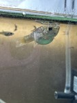 Фото для раздела болезни рыбок