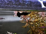 Фото для раздела болезни рыбок