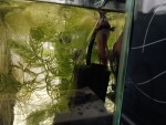 Фото для раздела болезни рыбок