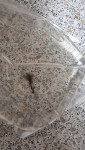 Фото для раздела болезни рыбок