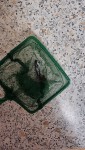 Фото для раздела болезни рыбок