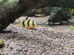Фото для раздела болезни рыбок