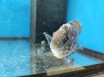 Фото для раздела болезни рыбок