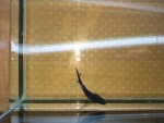 Фото для раздела болезни рыбок