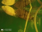 Фото для раздела болезни рыбок
