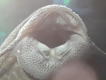 Фото для раздела болезни рыбок
