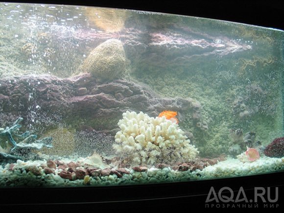 наш аквариум 300 л:)