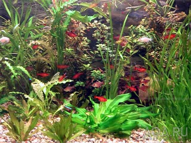 Кусок аквариума с харацинками