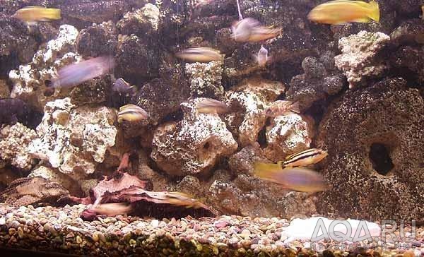 Фото аквариума Малави. Фрагмент.