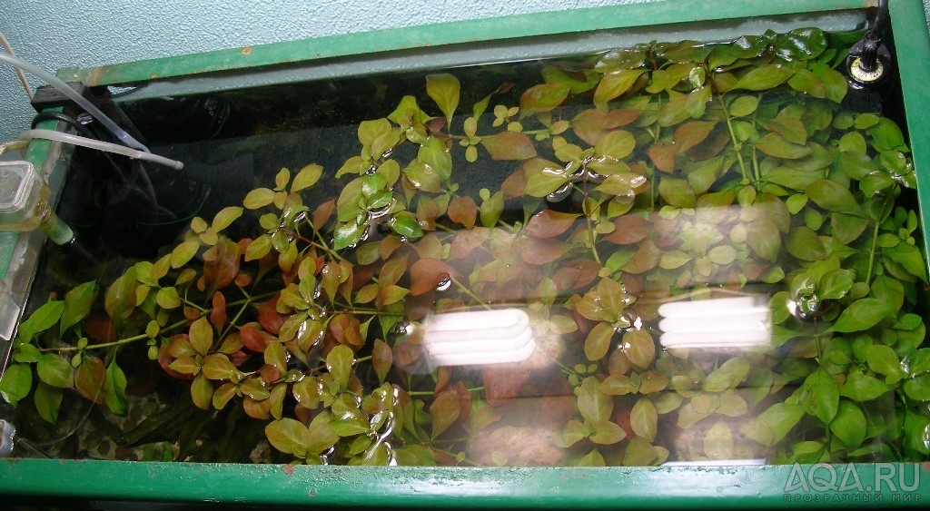 Ludwigia