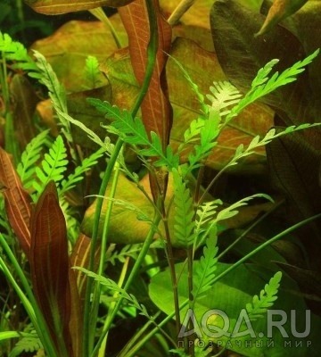 Гигрофила пиннатифида (Hygrophila pinnatifida ) 