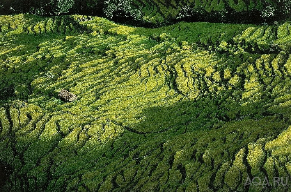 фото на фон Yann Arthus-Bertrand