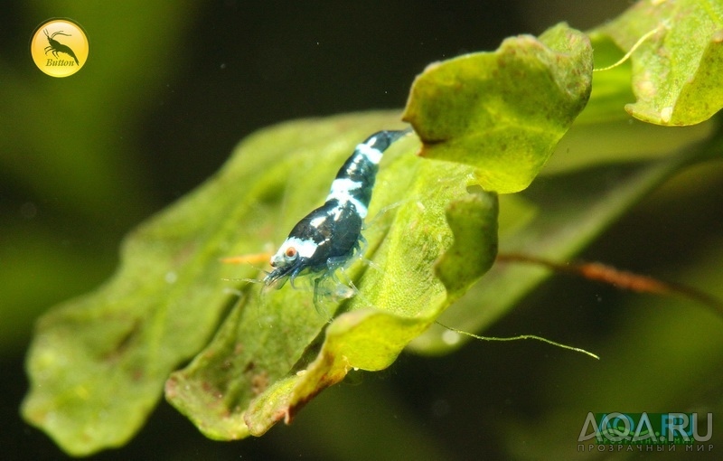 Taiwan Bee