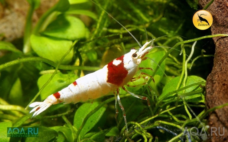 Brilliant Bee (PRL shrimp)