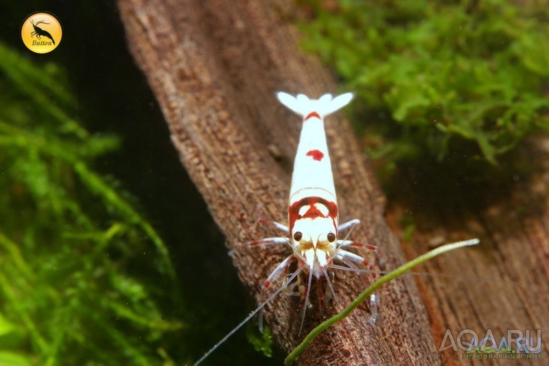 Pere Red Line Bee (Кристалл чистая линия)