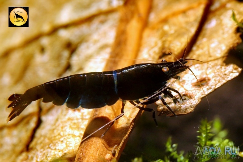 Royal Blue Tiger Shrimp