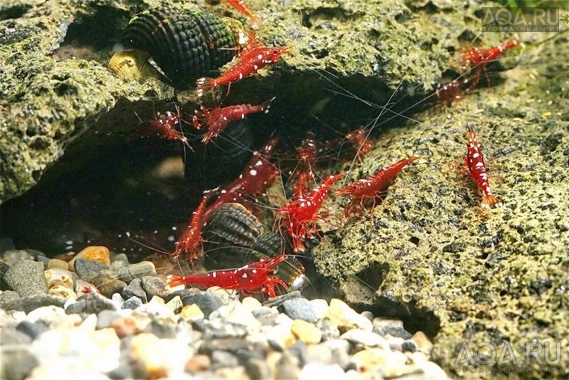 Сулавеси Caridina trimaculatus