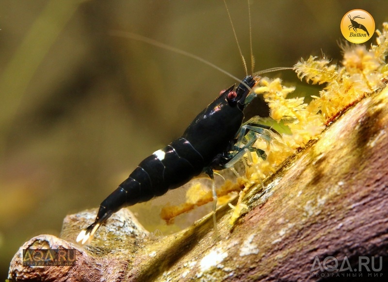 Кпеветка Taiwan Bee Кинг-Конг