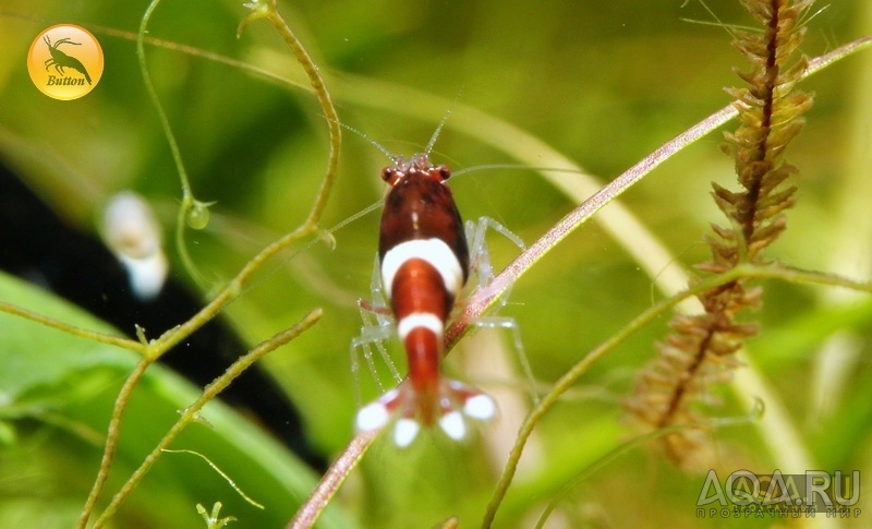 Креветка Taiwan Bee, Тайваньская пчела