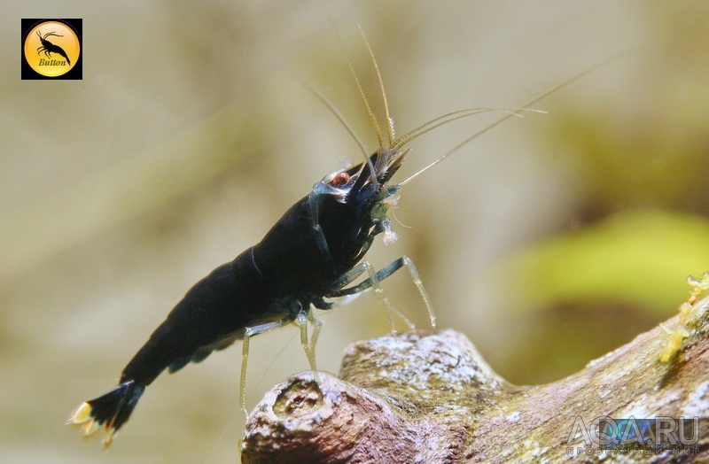 Taiwan Bee креветка, тайваньские пчелы