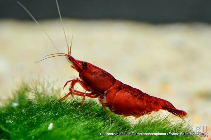 7th International Shrimp Championship in Hannover 