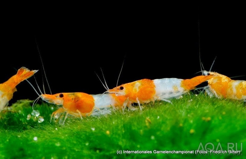 7th International Shrimp Championship in Hannover