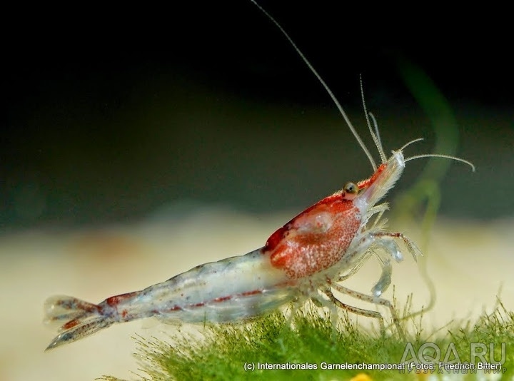 7th International Shrimp Championship in Hannover