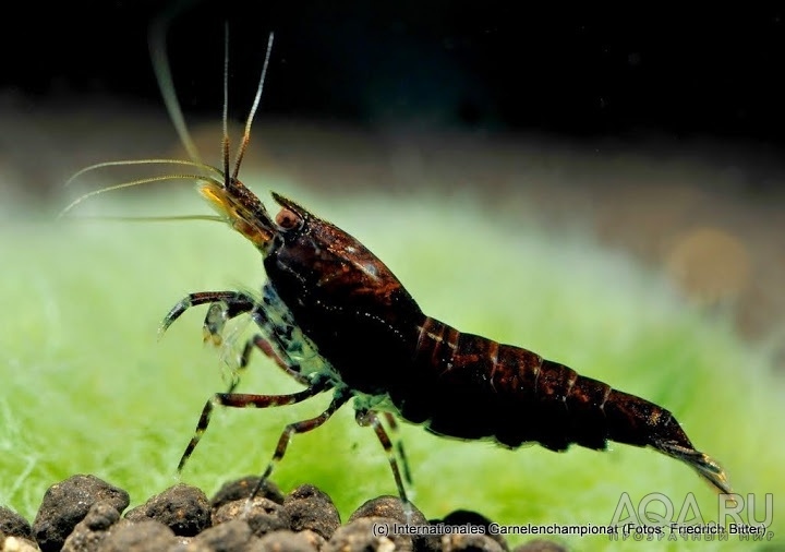 7th International Shrimp Championship in Hannover